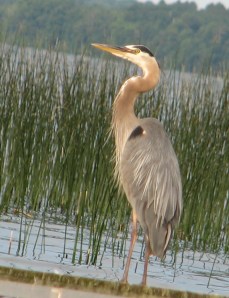 Heron on Pike Bay, MN