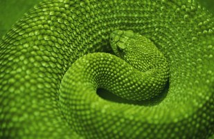 Coiled Green Snake