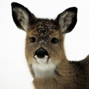 Baby black ears.edsquare.jpg